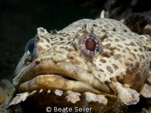 Leopard Toadfish , taken at the Jettys in Panama City Beach by Beate Seiler 
